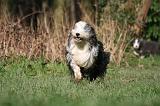 BEARDED COLLIE 397